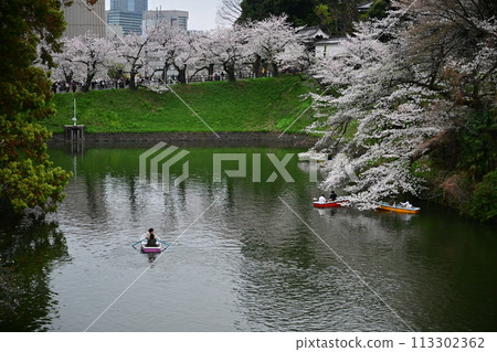 櫻花和小船在Chidorigafuchi 113302362