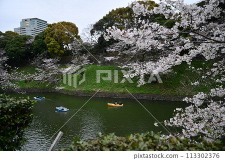 Cherry blossoms and boats at Chidorigafuchi Cherry blossoms and boats at Chidorigafuchi 113302376