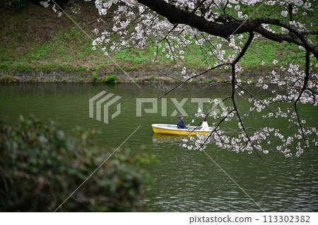 Cherry blossoms and boats at Chidorigafuchi Cherry blossoms and boats at Chidorigafuchi 113302382