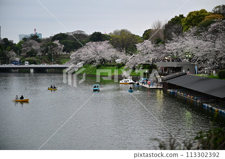 Cherry blossoms and boats at Chidorigafuchi 113302392