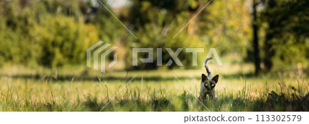 Young Gray Devon Rex Kitten In Green Grass. Short-haired Cat Of English Breed. Young Gray Devon Rex Kitten In Green Grass. Short-haired Cat Of English Breed. 113302579