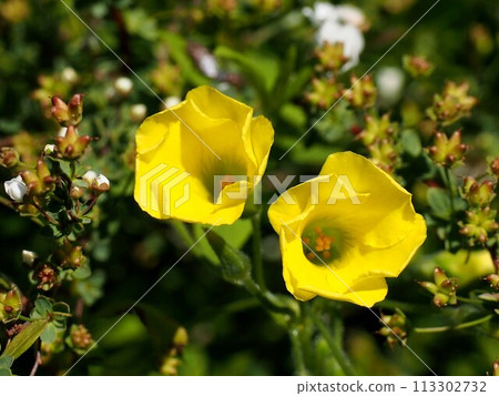 Two wood sorrel flowers starting to bloom in the sunlight (yellow wood sorrel surrounded by spiraea berries) 113302732