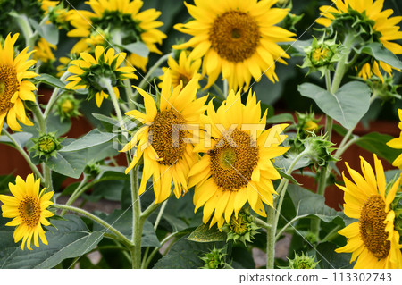 Sun Flower  113302743