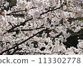 Bikan Historical Quarter in Spring with Cherry Blossoms 113302778