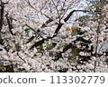 Bikan Historical Quarter in Spring with Cherry Blossoms 113302779
