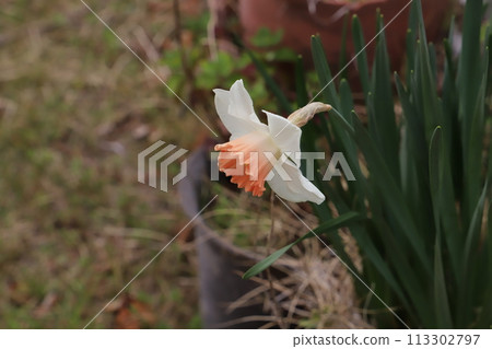 Daffodil flower with white petals and vermilion crown blooming in a spring garden 113302797