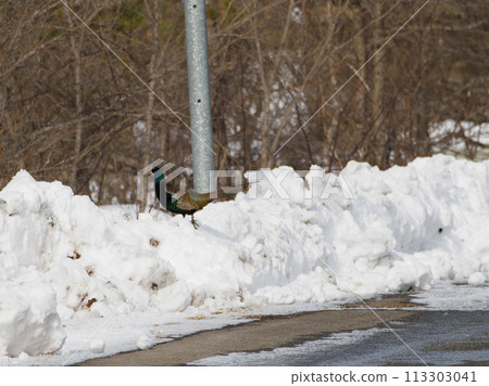 在雪路上發現一隻雄性雉雞 113303041