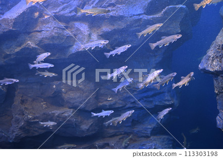 Hokkaido scenery: River fish in the northern land 113303198