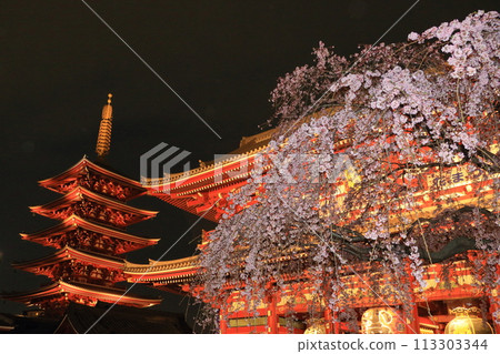 Cherry blossoms in full bloom and Sensoji Temple Hozomon - Tokyo tourist destination 113303344