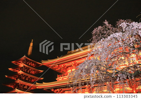 盛開的櫻花和淺草寺寶藏門 - 東京旅遊勝地 113303345