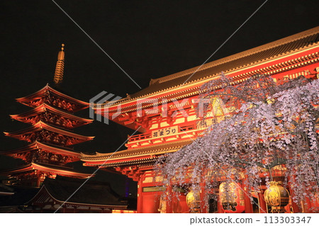 盛開的櫻花和淺草寺寶藏門 - 東京旅遊勝地 113303347