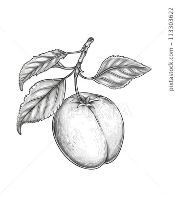 Detailed Black and White Hand Drawn Apricot with Stem and Leaves on White Background 113303622