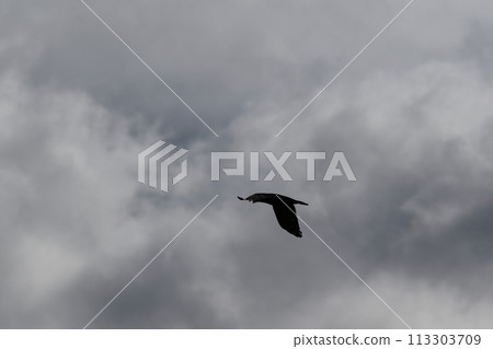 Cloudscape scenery, overcast weather above dark blue sky. Storm clouds floating in a rainy dull day with natural light. White and grey scenic environment background. Nature view. 113303709