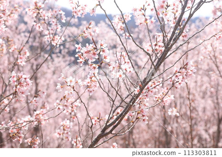 花道之裡的東海櫻花 花道之裡的東海櫻花 113303811