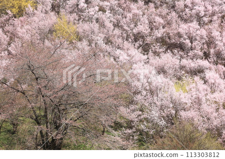 花道之裡的千本櫻森林 花道之裡的千本櫻森林 113303812