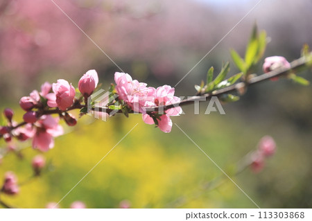 Peach blossom branch on Hanamiyama 113303868