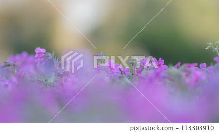 Flower field illuminated by the setting sun 113303910