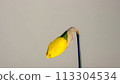 A Single Yellow Flower With A Long Stem 113304534