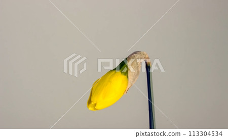 A Single Yellow Flower With A Long Stem A Single Yellow Flower With A Long Stem 113304534