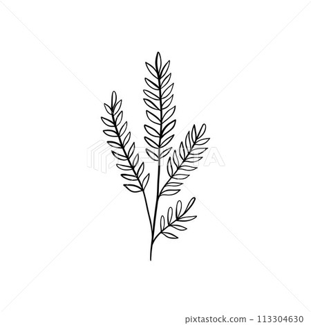 Botanical linear leaf. Abstract minimalist leaves collection, creative herbal art. Vector illustration Botanical linear leaf. Abstract minimalist leaves collection, creative herbal art. Vector illustration 113304630