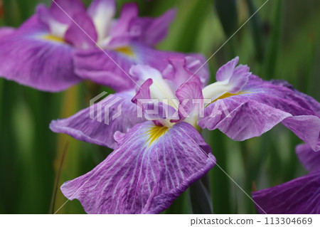 Iris flowers shining with vivid colors by the water in early summer - 5 Iris flowers shining with vivid colors by the water in early summer - 5 113304669