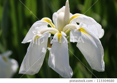 Iris flowers in a garden with a Japanese feel 113304680