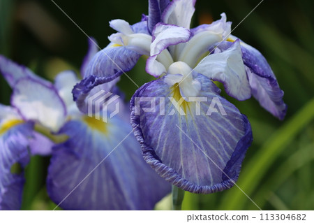 Iris flowers in a Japanese garden - Part 4 Iris flowers in a Japanese garden - Part 4 113304682