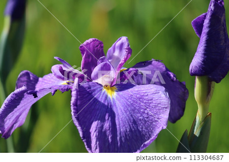 充滿日本風格的花園花卉 113304687