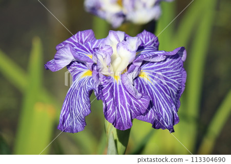 The distinctive feature of irises is the yellow pattern at the base of the petals. The distinctive feature of irises is the yellow pattern at the base of the petals. 113304690
