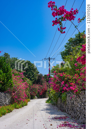 Okinawa, Taketomi Island, stone walls, bougainvillea and white sand road 113305026