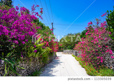 Okinawa, Taketomi Island, stone walls, bougainvillea and white sand road 113305039