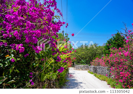 沖繩竹富島石牆、九重葛和白沙路 沖繩竹富島石牆、九重葛和白沙路 113305042