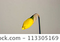 yellow, daffodil, dark yellow, narcissus, blooming flower 113305169