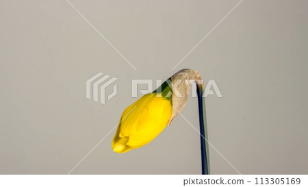 yellow, daffodil, dark yellow, narcissus, blooming flower 113305169
