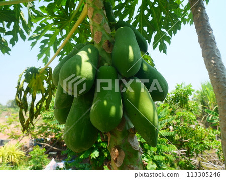 Many green Holland papaya fruits are on the papaya tree Many green Holland papaya fruits are on the papaya tree 113305246