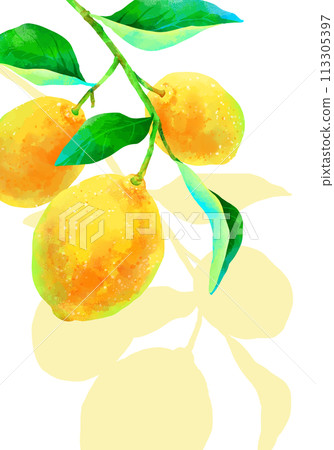 Lemon with a branch on which a shadow falls, vertical frame 113305397