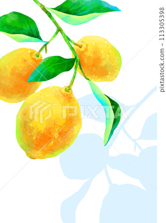 Lemon with a branch on which a shadow falls, vertical frame 113305398
