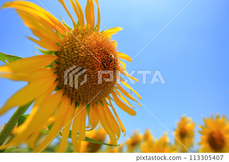 Large sunflowers under the blue sky Large sunflowers under the blue sky 113305407