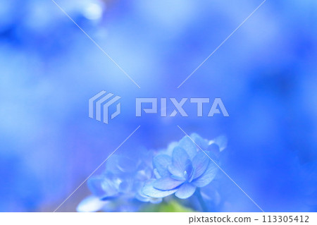 A blue hydrangea peeking through the gaps between other blue hydrangeas 113305412