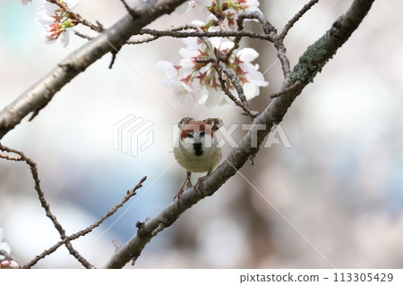A New Year's sparrow doing a cute angel pose with cherry blossoms A New Year's sparrow doing a cute angel pose with cherry blossoms 113305429