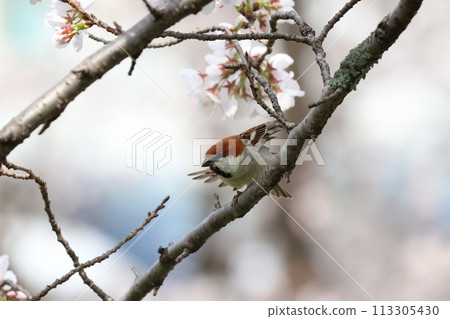 A New-Year-Old Sparrow Stretching on a Cherry Tree A New-Year-Old Sparrow Stretching on a Cherry Tree 113305430
