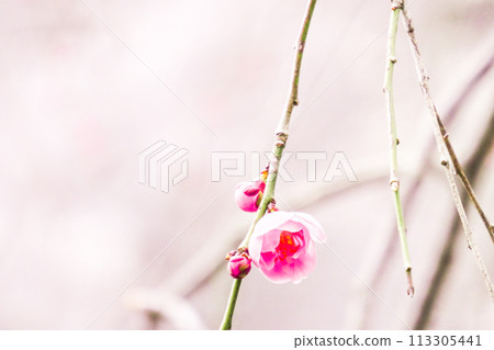 The beauty of a single plum blossom: A single drooping plum blossom in Iwate Park, Iwate Prefecture. A cute, plump Tsukikage drooping plum blossom. The beauty of a single plum blossom: A single drooping plum blossom in Iwate Park, Iwate Prefecture. A cute, plump Tsukikage drooping plum blossom. 113305441