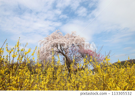 花見山公園的櫻花與連翹 花見山公園的櫻花與連翹 113305532