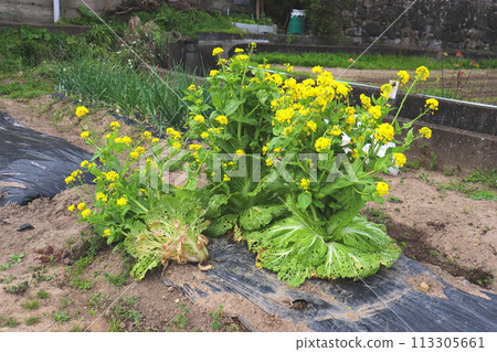 Chinese cabbage, vegetables, agriculture, bolting, home garden, rapeseed 113305661