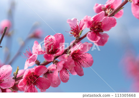 Pink flowers peach tree branch with a blue sky in the background. The flowers are in full bloom and the sky is clear and bright. Pink flowers peach tree branch with a blue sky in the background. The flowers are in full bloom and the sky is clear and bright. 113305668