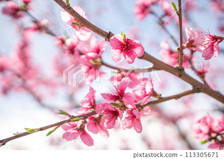 A branch of pink peach flowers with green leaves. A branch of pink peach flowers with green leaves. 113305671