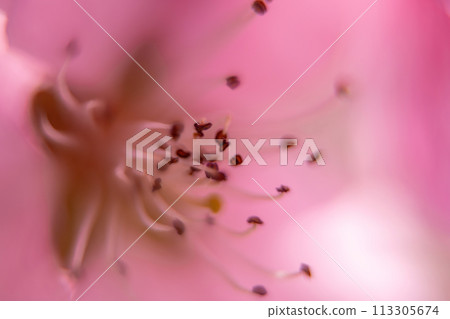 close up pink peach flower with a fuzzy, blurry background. The flower is the main focus of the image, and the background is intentionally blurred to draw attention to the flower. close up pink peach flower with a fuzzy, blurry background. The flower is the main focus of the image, and the background is intentionally blurred to draw attention to the flower. 113305674