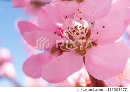 close up pink peach flower against a blue sky. The flower is the main focus of the image, and it is in full bloom. close up pink peach flower against a blue sky. The flower is the main focus of the image, and it is in full bloom. 113305677