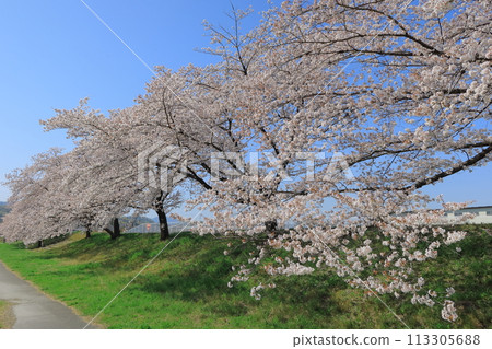 Take a stroll along the row of cherry blossom trees (Saitama Prefecture) 113305688