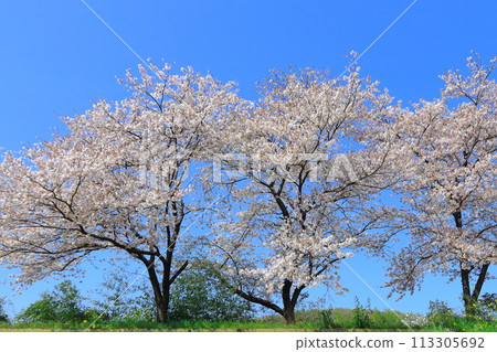 Take a stroll along the row of cherry blossom trees (Saitama Prefecture) 113305692